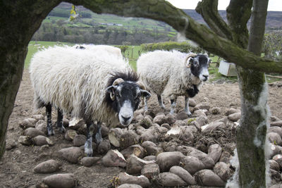 Sheep on sweet potatoes at farm