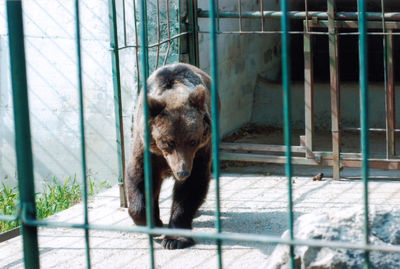 View of an animal in cage at zoo