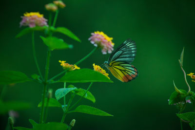 Close-up of butterfly pollinating on flower