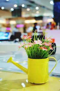 Close-up of potted plant on table