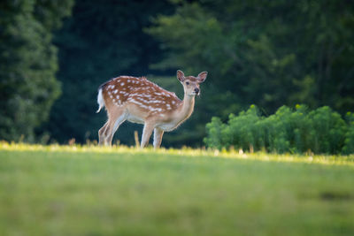 Giraffe standing on field