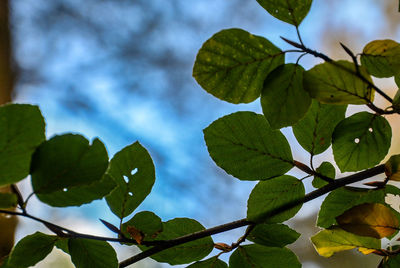 Low angle view of leaves against sky