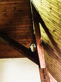 Close-up of bird perching on wood