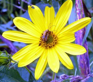 Close-up of bee pollinating on yellow flower