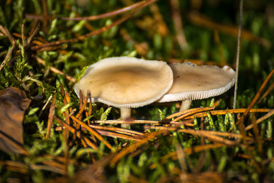 Close-up of mushroom growing on field