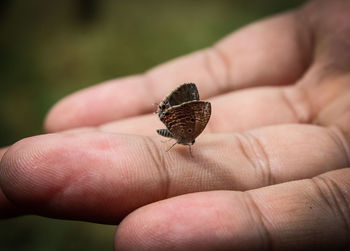 Close-up of butterfly on hand