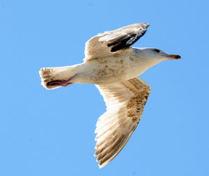 Low angle view of seagull flying