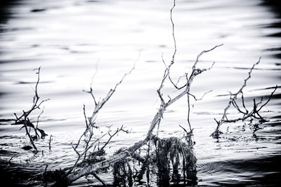 Close-up of branch against sea