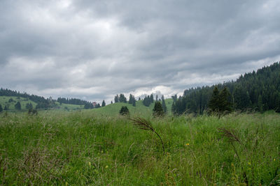 Trees on field against sky