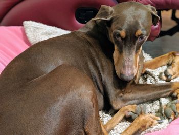 Portrait of dog resting on blanket