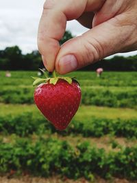 Close-up of hand holding strawberry at farm