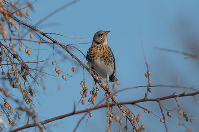 Low angle view of bird perching on branch