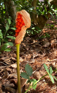 plant