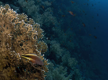 A freckled hawkfish - paracirrhites forsteri - in the red sea, egypt