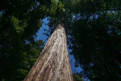 Low angle view of trees in forest against sky