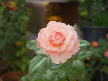 Close-up of pink rose