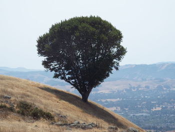 Tree on field against clear sky