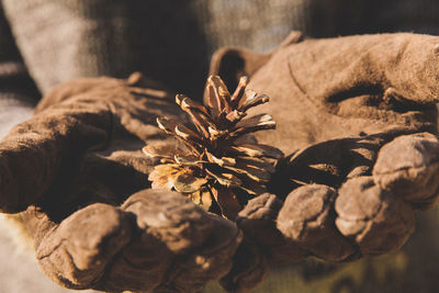 Close-up of flowers