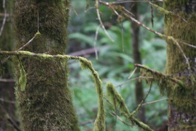 Close-up of tree trunk in forest