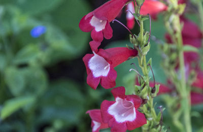 Close-up of red flowers blooming outdoors