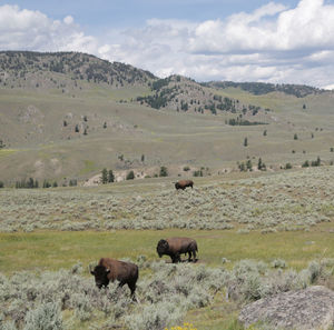 Yellowstone, united states