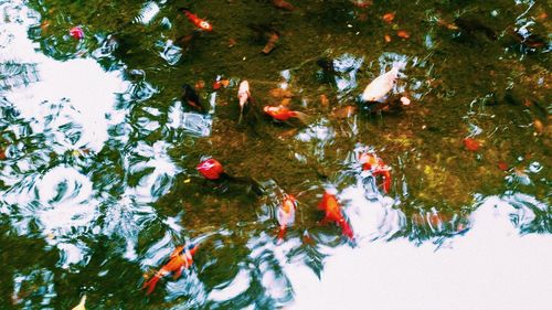 High angle view of koi carps swimming in lake