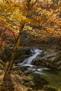 Scenic view of waterfall in forest during autumn