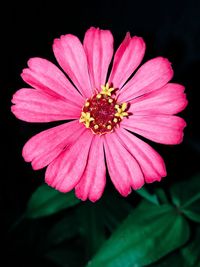 Close-up of pink flower against black background