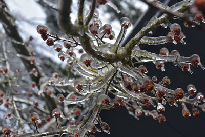 Close-up of frozen tree