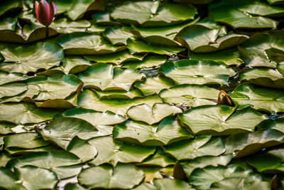 A beautiful light pink water lilies growing in a natural pond. colorful summer scenery.