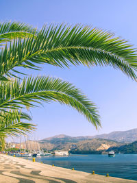 Palm tree by sea against sky