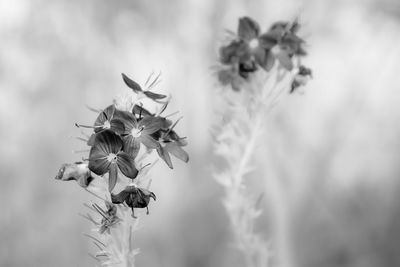 Close-up of bee on flowering plant