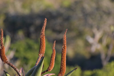 Close-up of plant growing outdoors