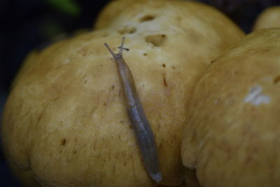 Close-up of bananas