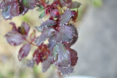 Close-up of raindrops on plant