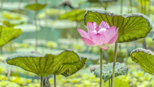 Close-up of pink lotus water lily in pond