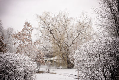 Bare trees on snow covered landscape