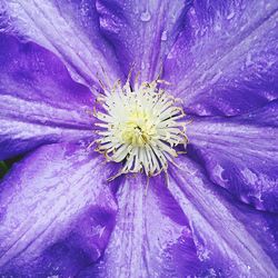 Close-up of purple flower