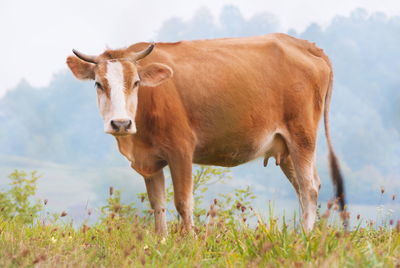 Cow standing in a field