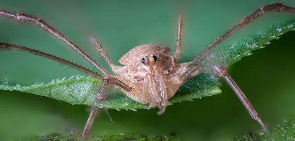 Close-up of insect on leaf