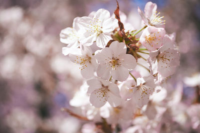 Close-up of white cherry blossom