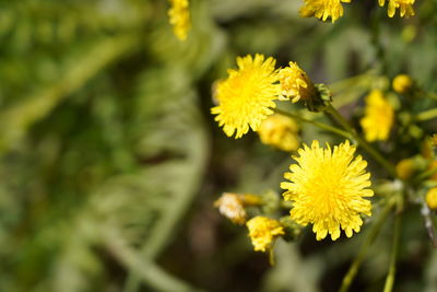 Close-up of yellow flowering plant