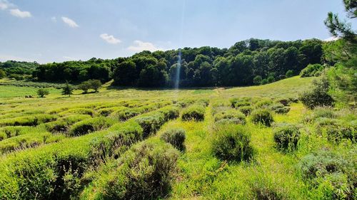 Scenic view of trees on field against sky