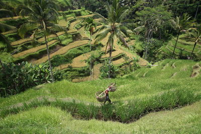 High angle view of farmer walking on rice paddy field