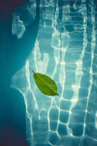 Close-up of leaf floating on swimming pool