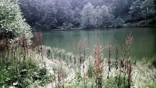 Scenic view of lake in forest