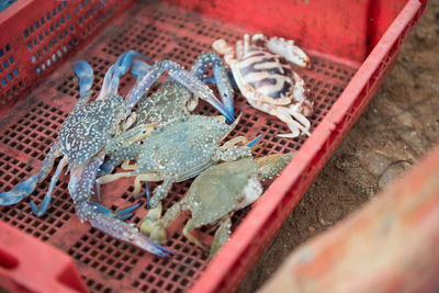 High angle view of lobsters in basket