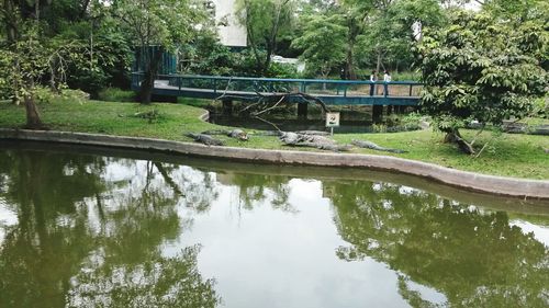 Reflection of trees in pond