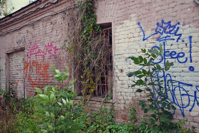 Ivy growing on abandoned building