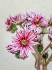 Close-up of pink flower against white background